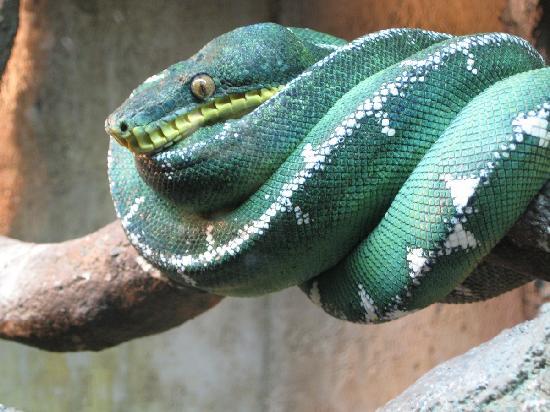 cape-fear-serpentarium
