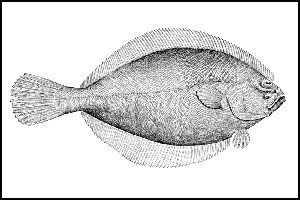 Flounder